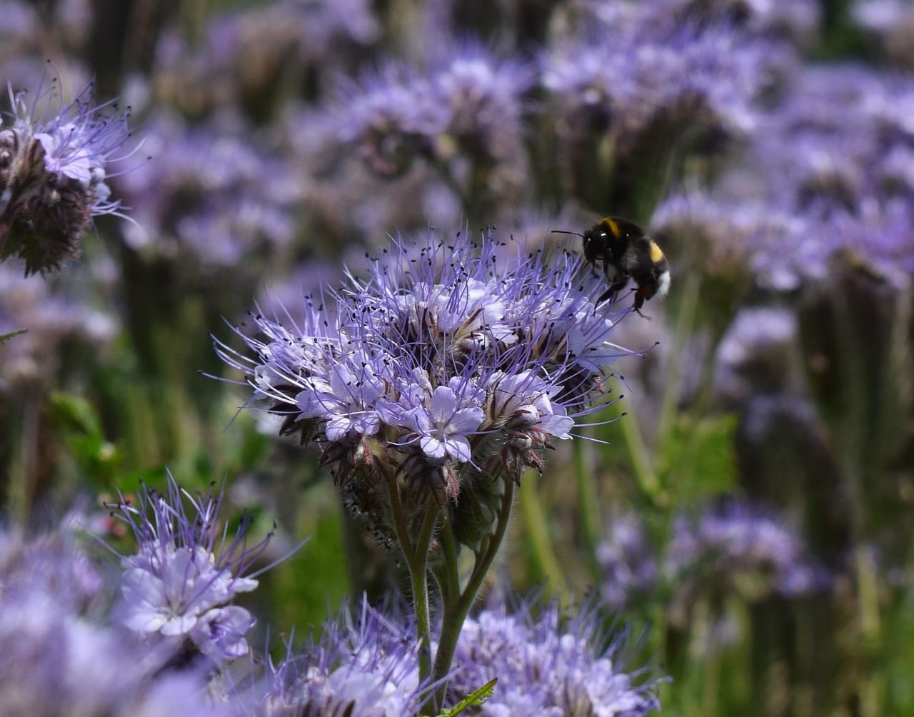 Phacelia 10 kg Bienenweide Saatgut Imkerpflanze