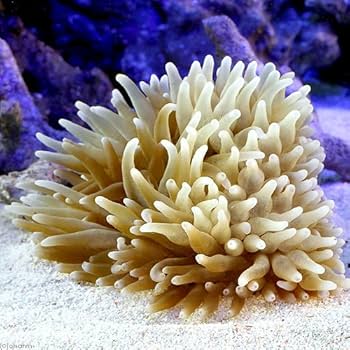 ライブロック約13×10cm 特大イソギンチャク付き ライブロック約13×10cm 特大イソギンチャク付き