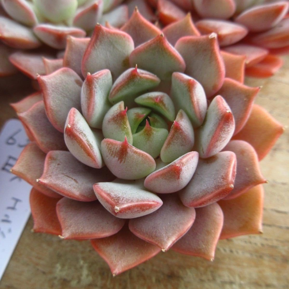 多肉植物　アンバーローズ　韓国苗 多肉植物 アンバーローズ 韓国苗 多肉植物 pariʚ