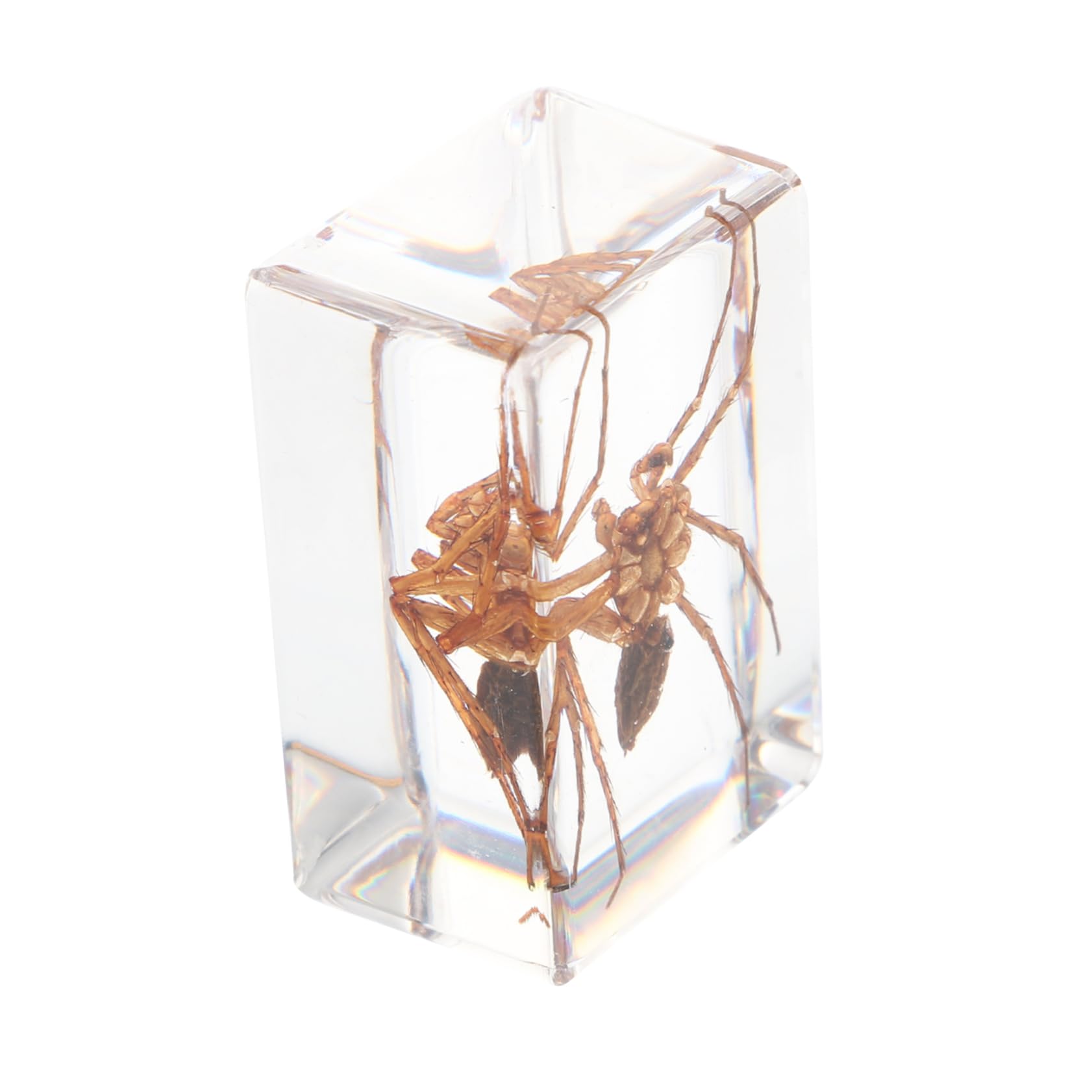 GARVALON 1 PC Insect Specimen Toy Spider Attractive Amber Samples Amber Scorpion Creative Amber Specimens Spider Natural Amber Samples Amber Spider Amber Resin