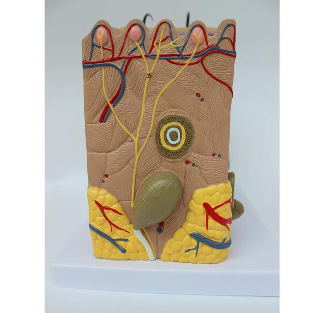 Modele medyczne skóry o powiększeniu 50 x , medyczny Modele medyczne skóry anatomicznej , materiał PCW struktura tkanki ludzkiej skóry powiększony Modele medyczne anatomiczny , do nauki ekspozycji modelu medycznego