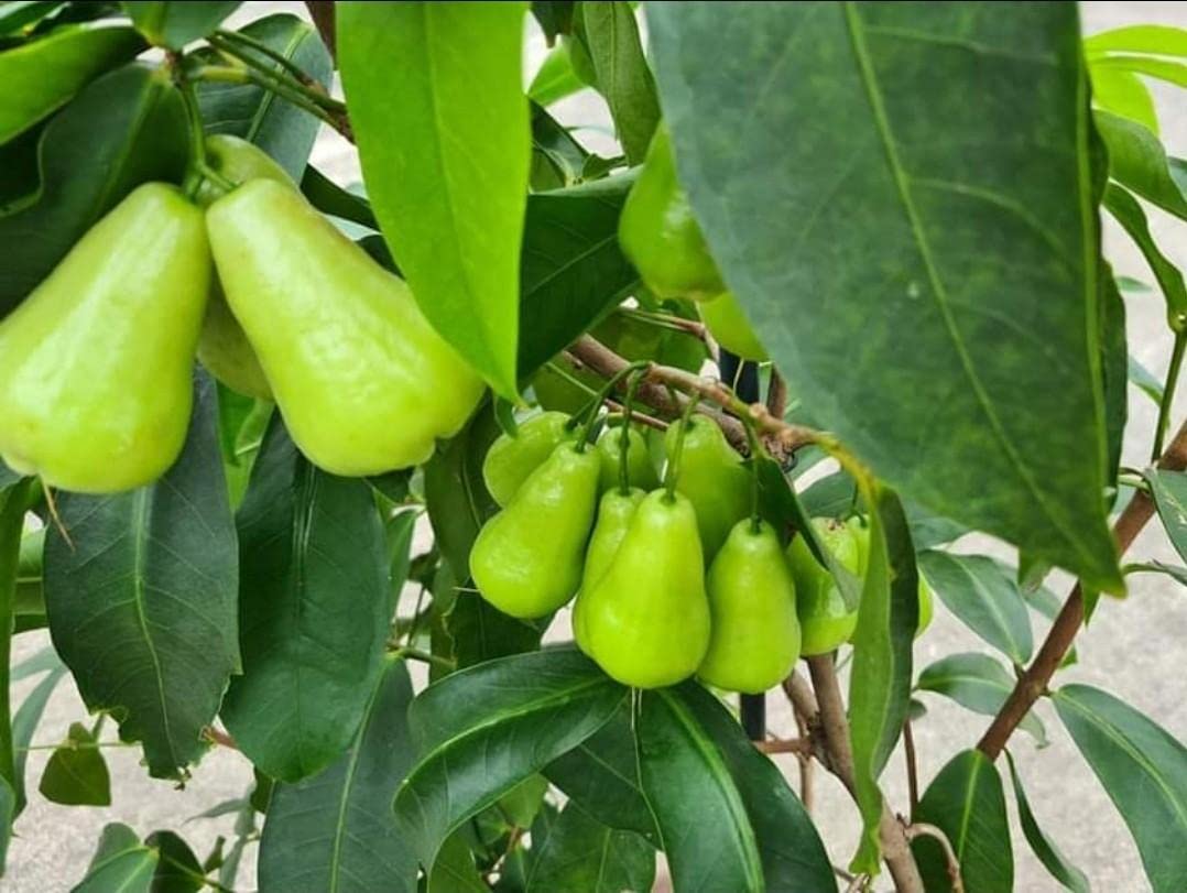 See full amazon price history chart for The Gifti® Exotic Tropical Fruit Rose Water Apple or Wax Apple Jamrul Amrool Fruit Plant Rose Aroma for Home Garden (1 Healthy Live Plant) (White) The Gifti® Exotic Tropical Fruit Rose Water Apple or Wax Apple Jamrul Amrool Fruit Plant Rose Aroma for Home Garden (1 Healthy Live Plant) (White) (B0C4BCT3PZ) Amazon Price History, Amazon Price Tracker