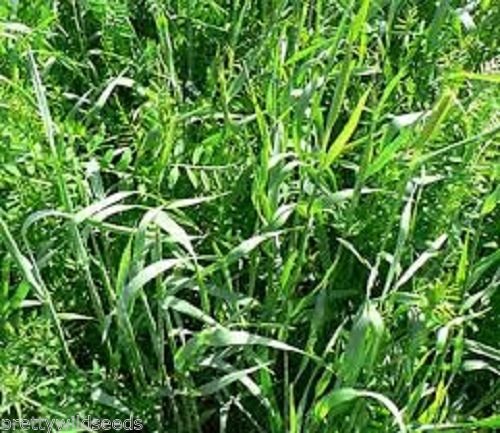 2 Kg RYE and Vetch TARES Winter Hardy Green Manure Seed 2 kg Bulk, Wholesale