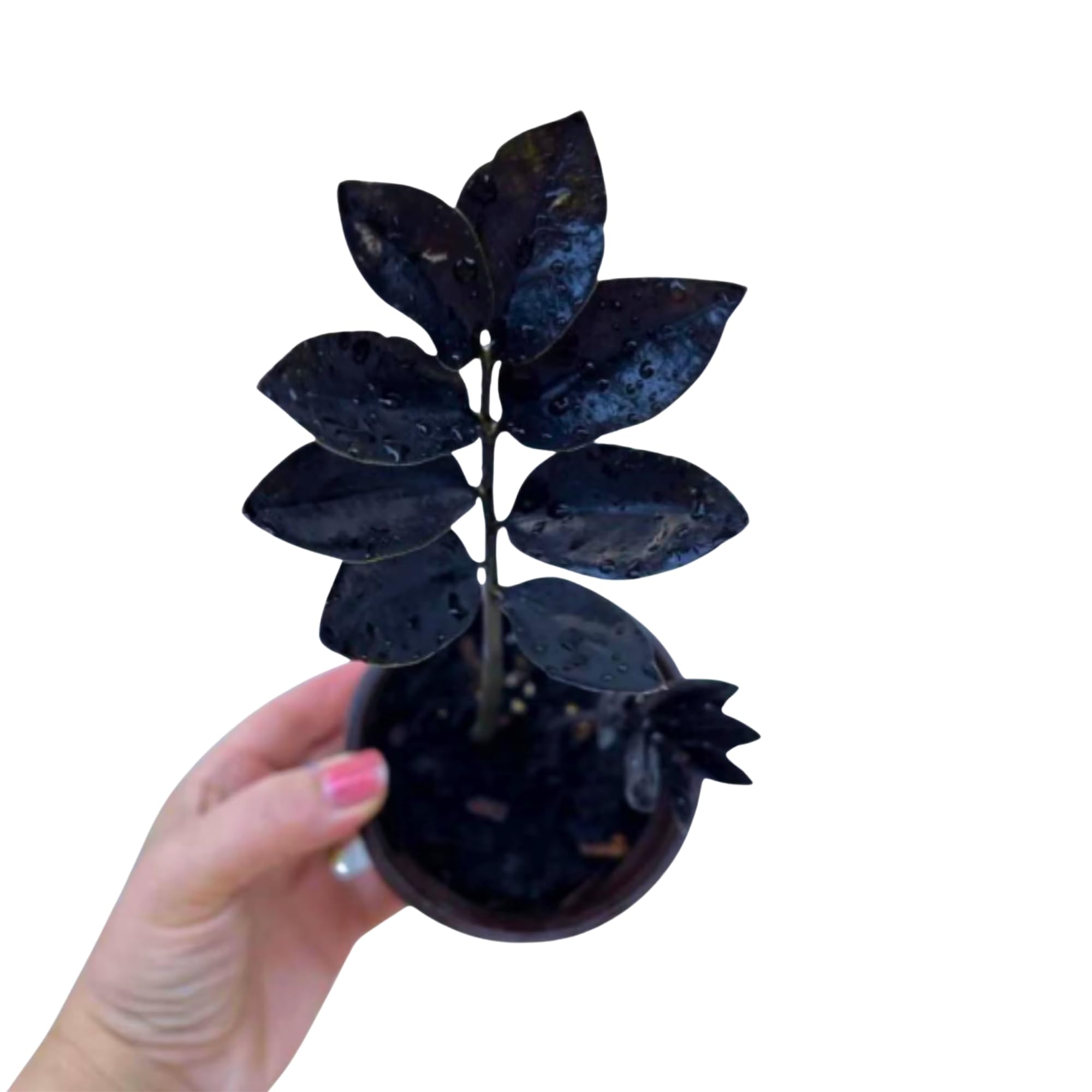 PLANTVERS Raven ZZ Plant in Nursery Pot