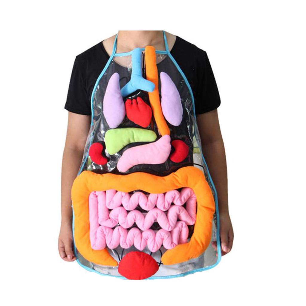 Fanxing Educational Apron Organs Shape Practical Educational Insights Toys For Children Anatomy Apron Human Body Aware