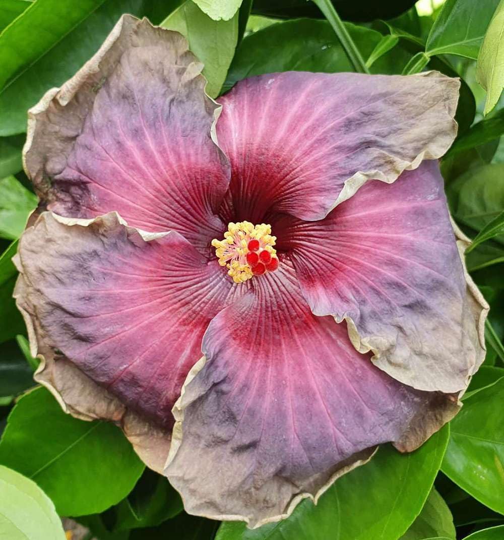 GREEN VOLCANO Hybrid Hibiscus Grafted Live Plant Rose Mallow Multi Colour Bi colour Double Colour Joba Flower Live Plant Chinese Hibiscus China Rose Shoeblack Plant Bloom in 1 month (Without Pot) Sl-7 (B0D9QXF3W8) Amazon Price History, Amazon Price Tracker