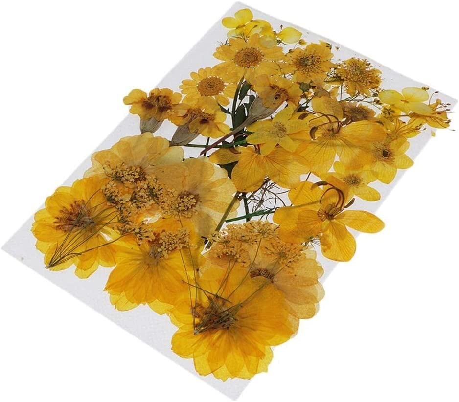 DUUDAH Natural Dried Flowers Plant DIY Jewelry Craft Home Decorations,Real Leaves for DIY Silicone Coaster Resin Molds Perfect,Handmade Bookmarks,Scrapbooking,Red (Color : Unique Colour)