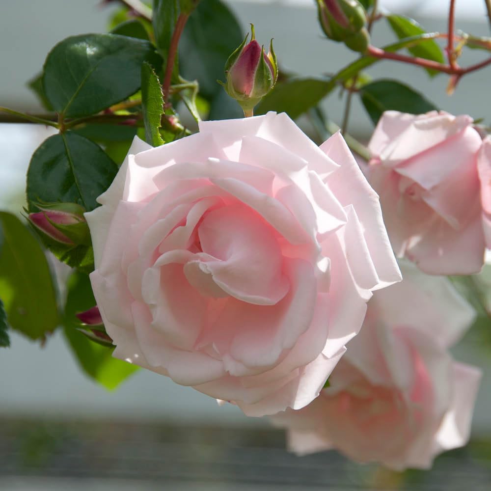 Harkness Roses Climbing Rose 'New Dawn' â„¢ 4 Litre Pot