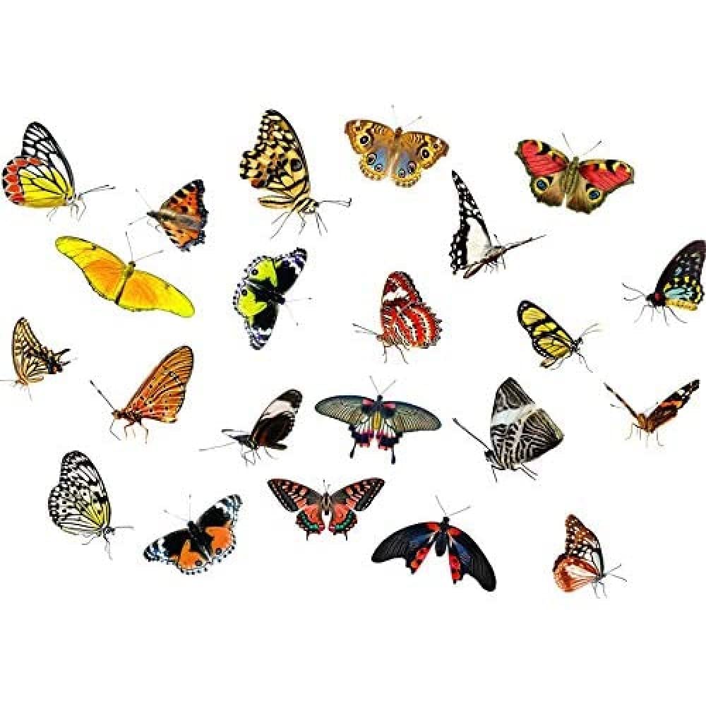 Artery8 Moths Butterflies Insects Collage Photo Unframed Wall Art Print Poster Home Decor Premium