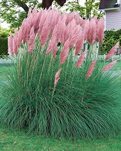 Pampas Grass 'Cortaderia Rose' Perennial Garden Plug Plants Pack x6