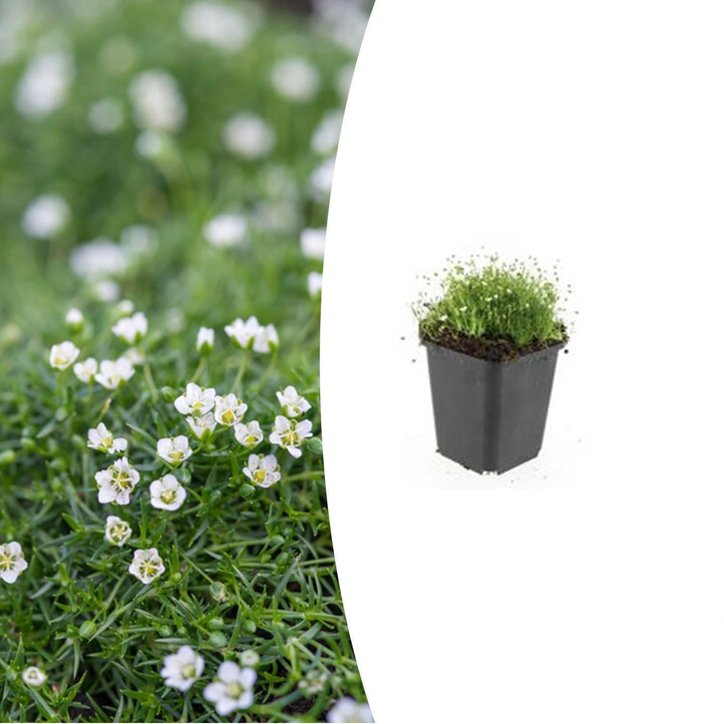 Sagina subulata | 6 pièces - 10-25cm - Ø9cm - Plante de jardin