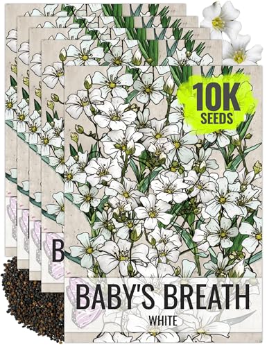 Seed Needs White Baby's Breath Seeds for Planting - Heirloom & Open Pollinated Annual Flowers - Perfect for a Butterfly Garden, Bouquets & Floral Arrangements (5 Packs)