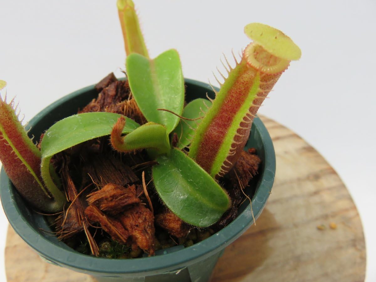 N.veitchii bario x edwardsiana Kinabalu HIPS Seed Grown 2号 HIPS