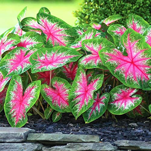 LIVE GREEN Imported Bulbs Caladium Rosebud Beautiful Colors for Gardening - Pack of 6 Bulbs, Red Green, (LG09) (B09RHK95BN) Amazon Price History, Amazon Price Tracker