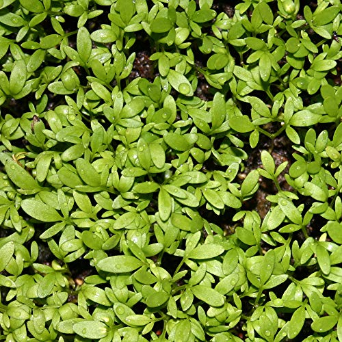 Cress Seeds – Introduce Kids to Planting – Fastest Growing Herb – Create Indoor Herb Garden – Growing Fun All Year Round
