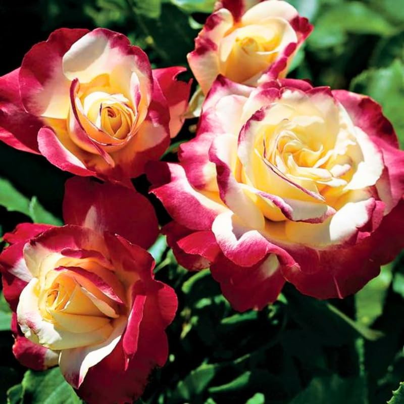 Miniatura 3 de Delight Rosal - Planta de rosas vivas para plantar en interiores y exteriores, 5 a 10 pulgadas de alto, rosas fragantes bien enraizadas