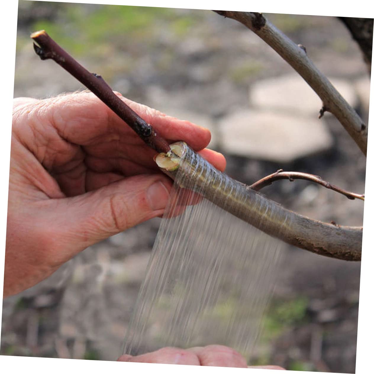 4rouleaux Ruban De Greffage Autocollant Transparent pour Arbres Fruitiers De Film Élastique Et Imperméable pour Pécans Noix Agrumes Et Fruits à Noyau