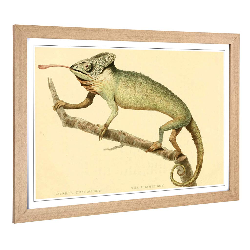 Big Box Art Framed Print of Vintage Edwards. S.T. Chameleon Design | Wall Art Picture | Home Decor for Kitchen, Living Room, Bedroom, Hallway, Oak, A2 / 24.5x18 Inch / 62x45cm