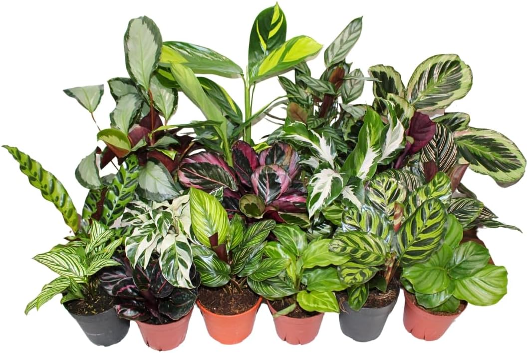 Calathea live plant 4-pack in nursery pots