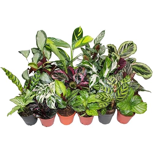 Calathea Plant Live in 2″ Nursery Pot – Assorted Indoor House Plants, Easy Care Indoor Plants, Starter Plant for Beginners (4-Pack)