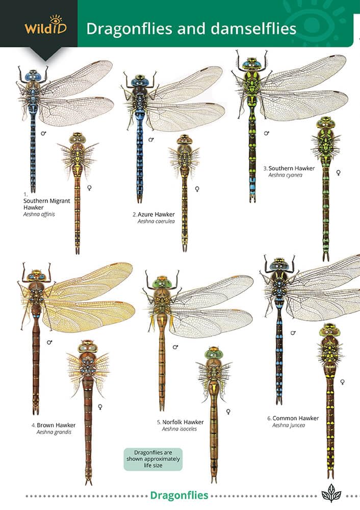 Dragonflies and Damselflies (WildID)