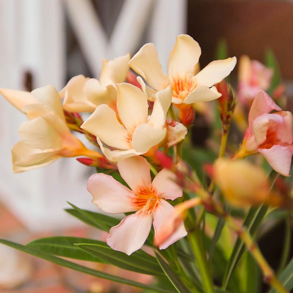 Yougarden Yellow Oleander 'Angiolo Pucci' Bushes, Pair Of Established Plants In 15Cm Pots, 46-60Cm Tall, With Flowers