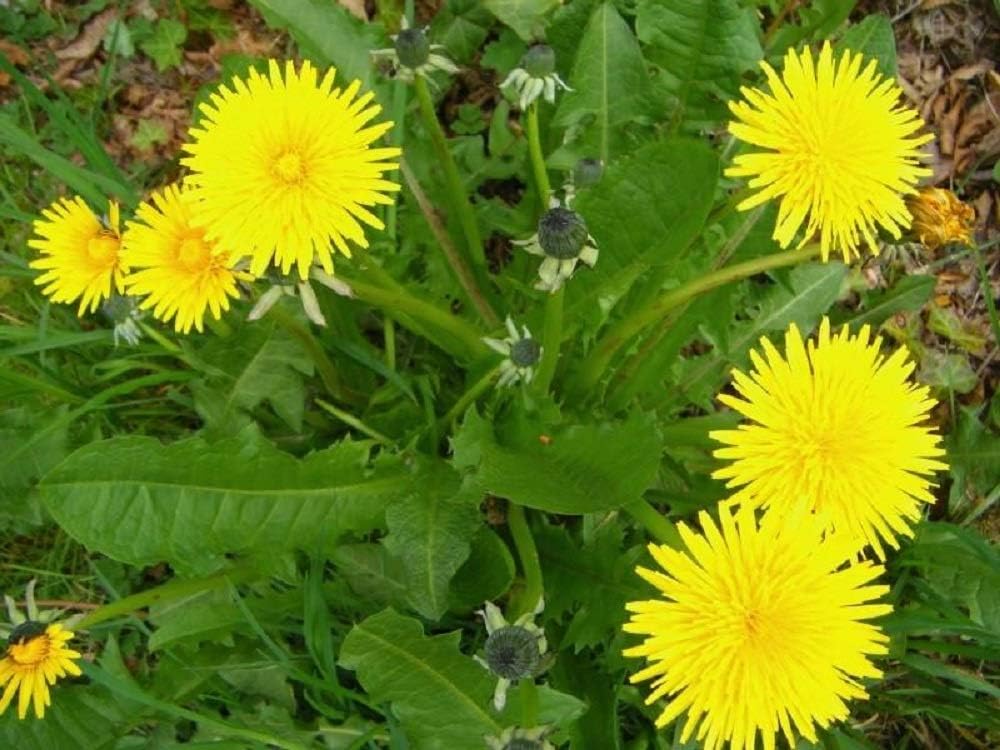 DANDELION - 0.85GM APPROX 1000 SEEDS - TARAXACUM OFFICINALE - TORTOISE FOOD
