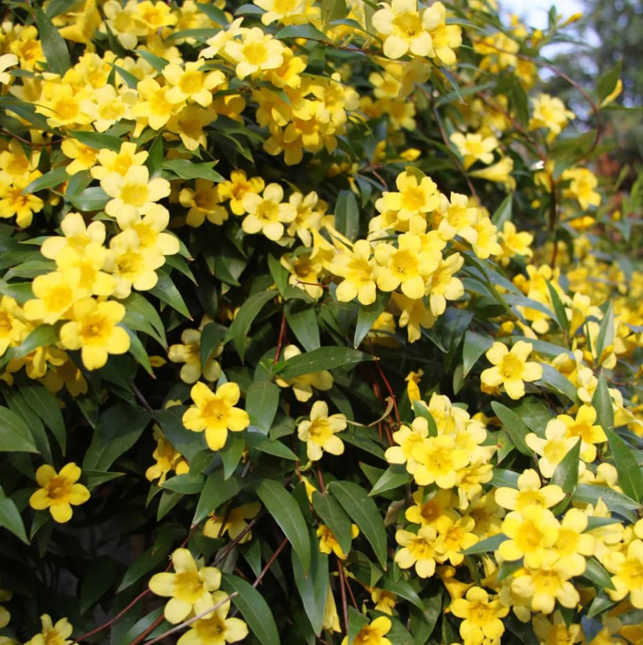 6 Yellow Carolina Jasmine Plant Live, 8 to 10 inches Long, Yellow Starter Climbing Jasmine Vines Plant Bare Root