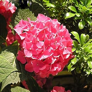 Pack of 10 Rose Red Hydrangea Seeds Balcony Bonsai Fort Viburnum Hydrangea Macrophylla Bonsai Plant Flower Seeds: Only Seeds