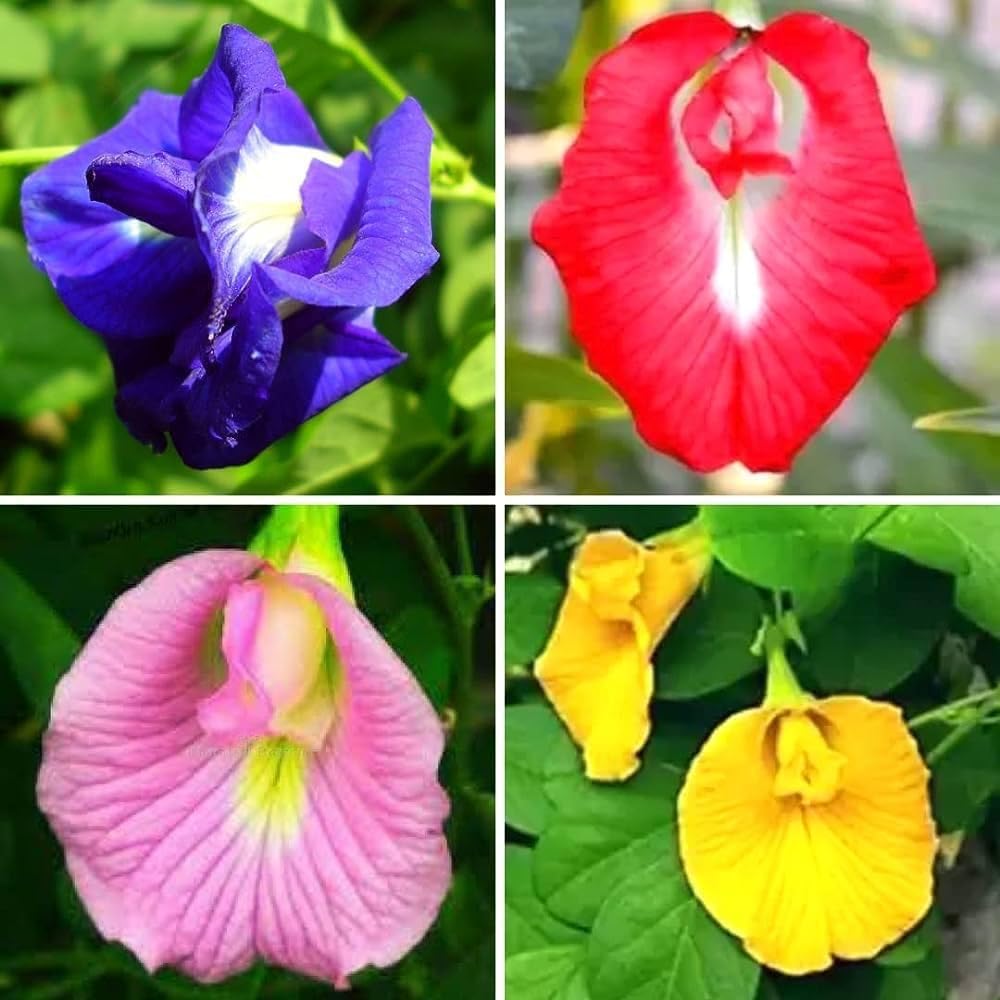 Aparajita seeds all colours double petal (15 seeds) (B0DB82JXDV) Amazon Price History, Amazon Price Tracker