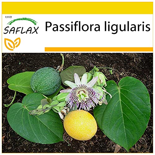 SAFLAX - Granadilla - 20 semillas - Passiflora ligularis