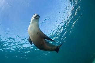 Australian Sea Lion Underwater Photo Sea Lion Posters of Wild Animals Sea Lion Print Pictures of the Sea Baby Seal Wall Decor Kids Room Decor Underwater Posters Cool Wall Art Print Poster 36x24