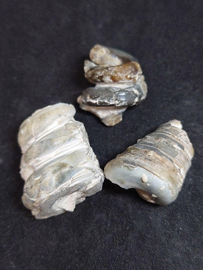 化石 月のおさがり