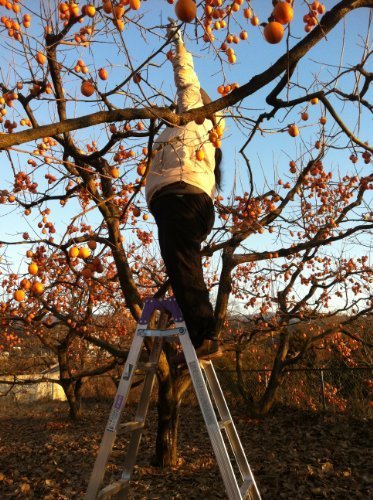 【干し柿】産地直送 長野県 わけあり 市田柿 ６００ｇ以上入り(３００ｇ以上入り× ２袋) ふぞろい 自家用 干 し 柿 [訳あり] 5枚目