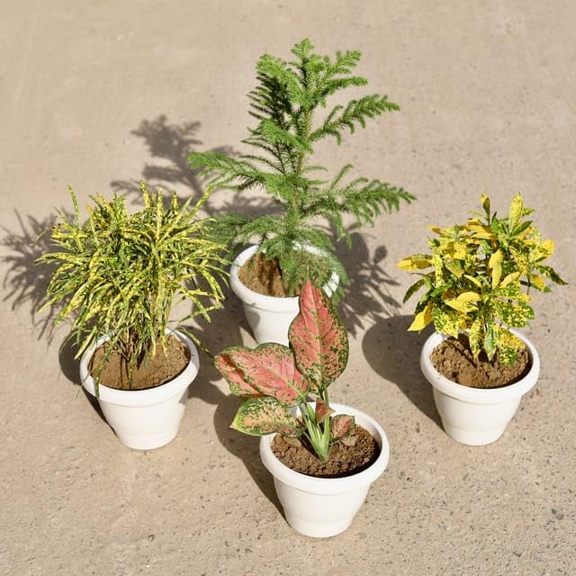 marginata dracaena 10in-12in Dracaena Marginata Character