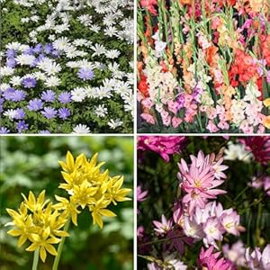 Amazing deal complete spring summer 100 bulbs colorful blooming flower garden beautiful flowers that attract bees butterflies hummingbirds and other pollinators easy to grow 1000s sold  urban country home decor