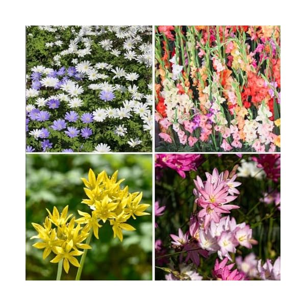 Amazing deal complete spring summer 100 bulbs colorful blooming flower garden beautiful flowers that attract bees butterflies hummingbirds and other pollinators easy to grow 1000s sold  urban country home decor