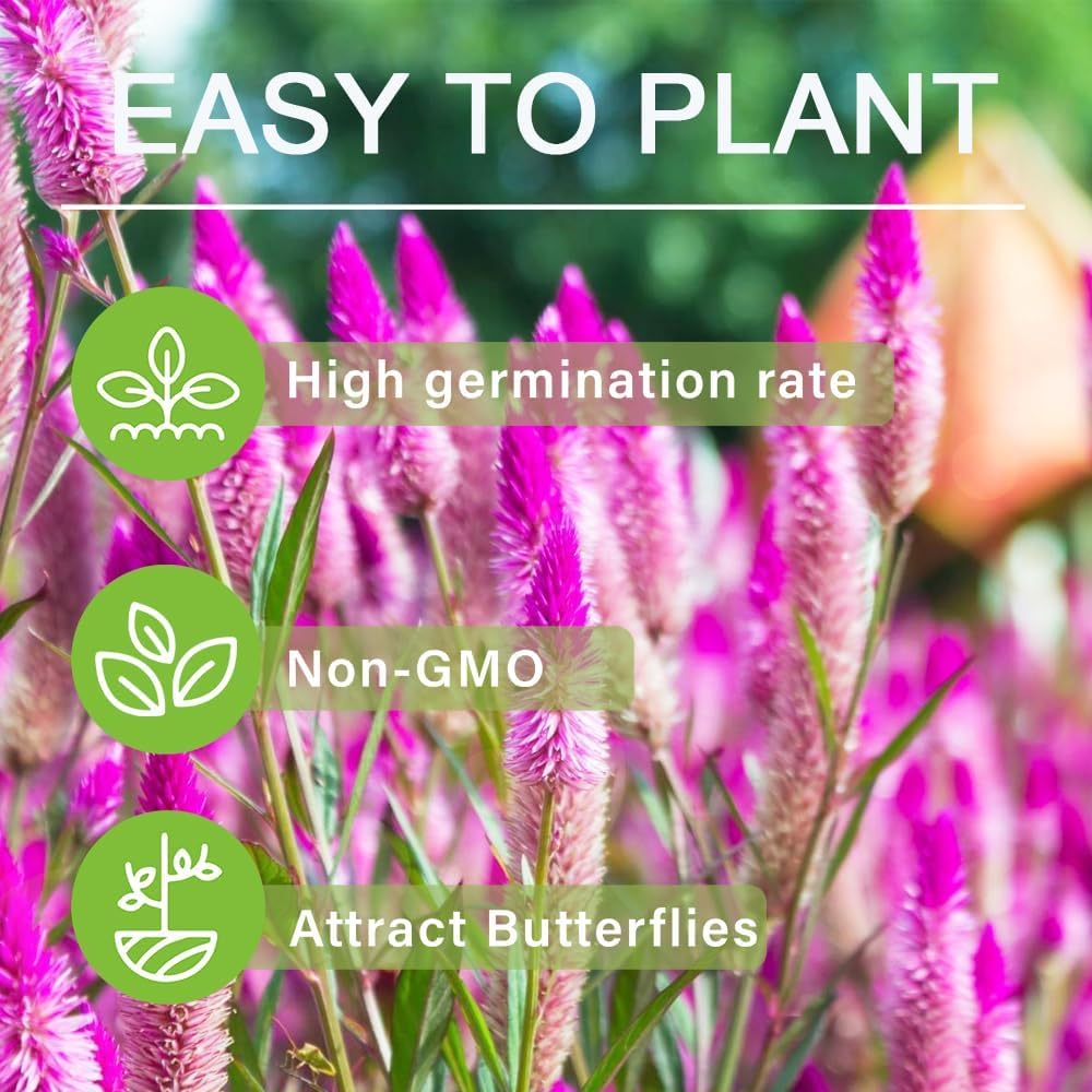 Photo 1 of 1000pcs Celosia Spicata Flamingo Flower Seeds – Exotic Perennial Plant with Pink Feathery Blooms Gift for Garden Lovers & Home Décor – Easy Germination