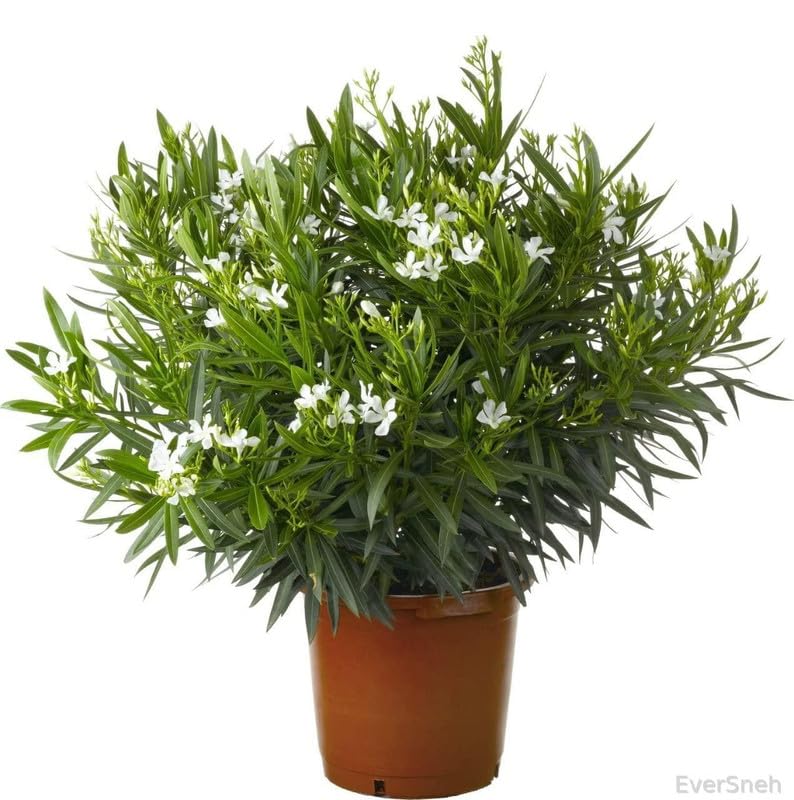 EverSneh Real Live Rare Oleander Flower Plant White Kaneer Arali Nerium Oleander Dwarf With Black Plastic Pot (B0BT1Y5N9K) Amazon Price History, Amazon Price Tracker