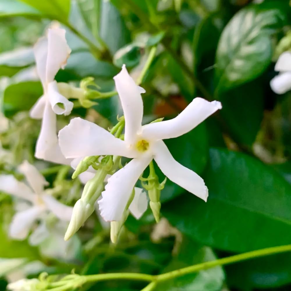 Amazon.com : Blooming Jasmine Plant Live, Star Jasmine Live Plant