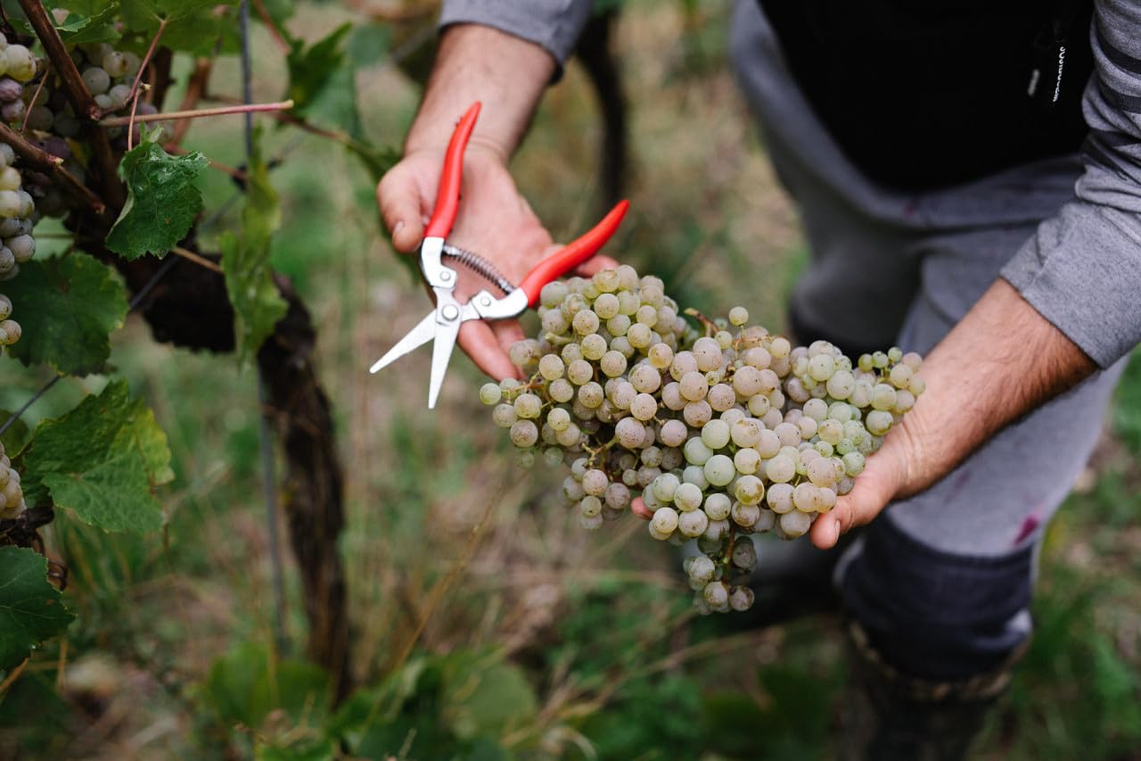 Balthasar Ress 2025 Von Unserm Riesling trocken im 6er-Paket, VDP.GUTSWEIN Rheingau, weißwein trocken mit Pfirsich und Limette