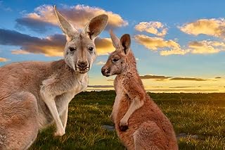 Kangaroo Mother Daughter Faces Beautiful Sunset Australia Outback Animals Photo Cool Wall Art Print Poster 12x18
