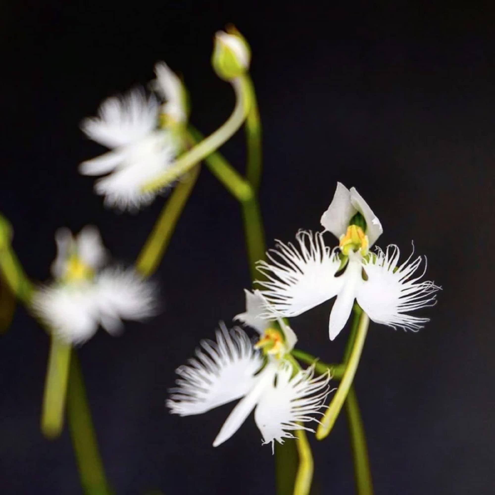 CHUXAY GARDEN Pecteilis Radiata,White Egret Flower,Fringed Orchid 15 Seeds Beautiful Orchid Flowering Plant White Angel Symbolize Happiness Rare Flower for Planting