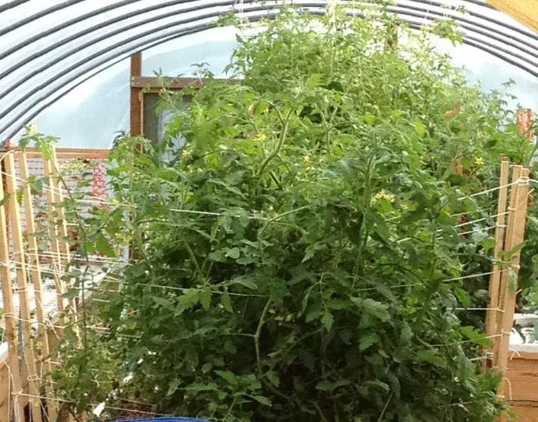 Miniatura 5 de TrueNute - Quelato de hierro al 6 por ciento FeEDDHA 16 onzas para acuaponía, hidroponía y todos los jardines, así como árboles y arbustos,