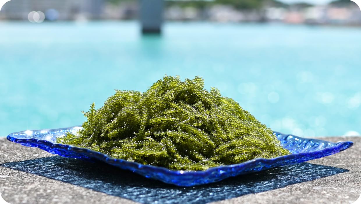 海ぶどう様 東村を楽しむセット！海ぶどうセット（茎無）200g＆ザ・プレミアム