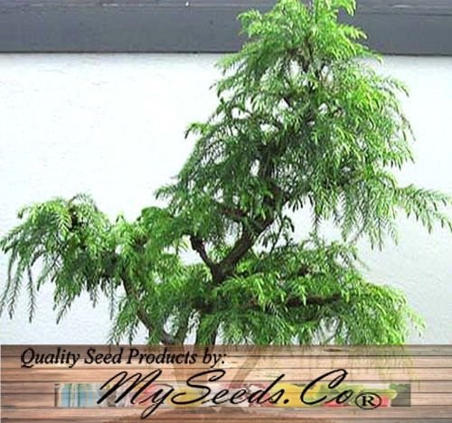 (20) Red Japanese Cedar Bonsai - Semi Cryptomeria Japonica