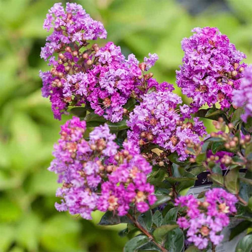 カモミール♡ ZIGZAG SUKASHI KNIT PULLOVER - Yonetomi STORE ONLINE｜ヨネ