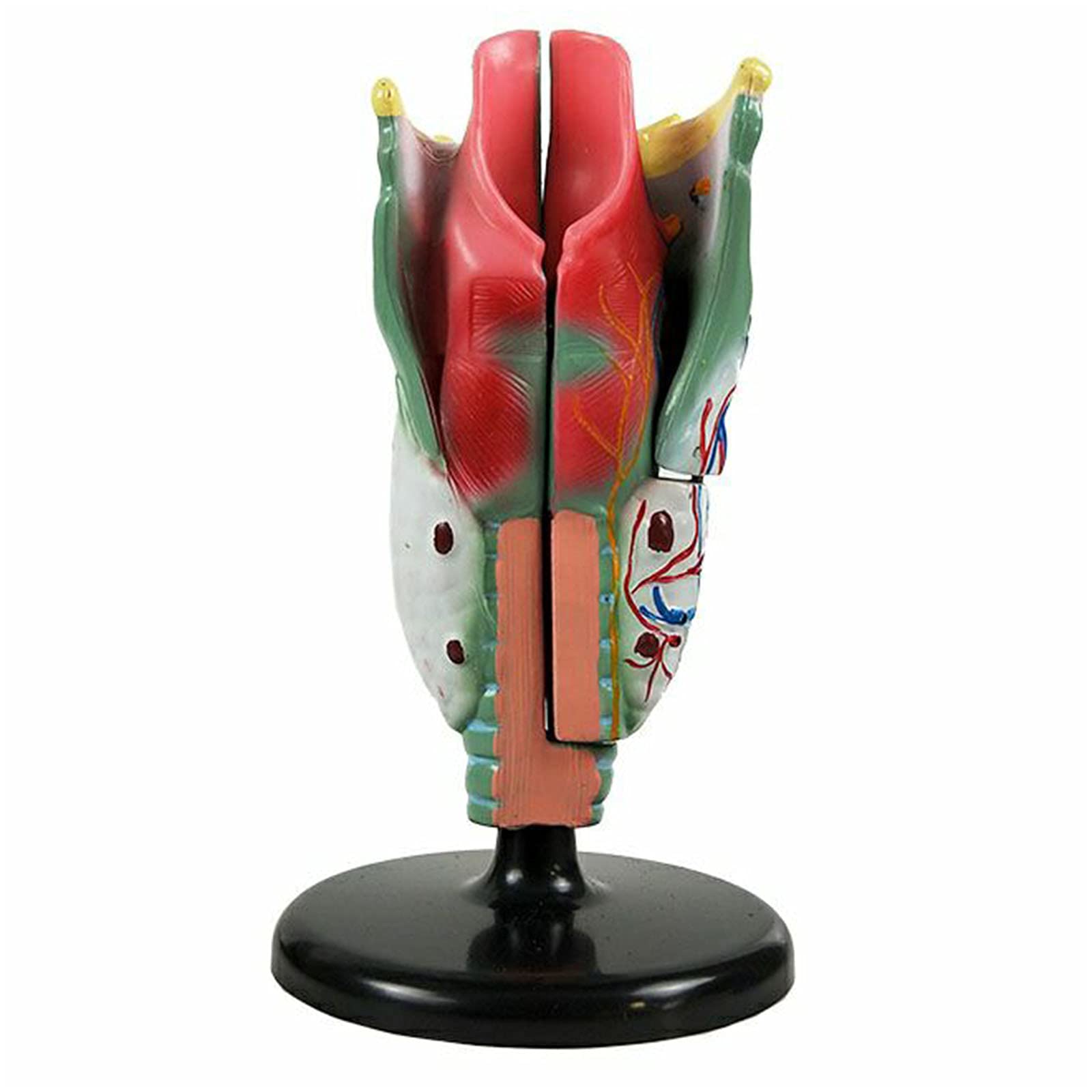 Model Gardła Ludzkiego Larynx Anatomiczny Model Ludzkiej Jamy Nosowej Model Anatomii Gardła Medyczne Materiały Dydaktyczne Narzędzie Do Nauki