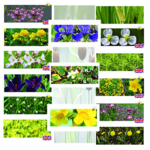 Lincolnshire Pond Plants - Marginal Pond Plants 5 Varieties - Perfect for Bees and Dragon Flies - Plugs