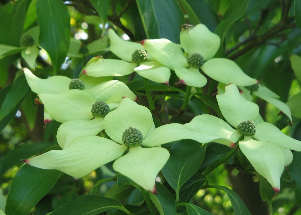 SAFLAX Kit cadeau Cornouiller du Japon 30 graines Cornus kousa var. chinensis